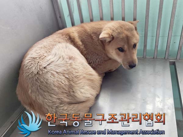 한국동물구조관리협회_411317202400024